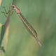 Sympecma paedisca female-224308